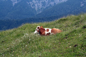 Etwas über das hiesige Wandern